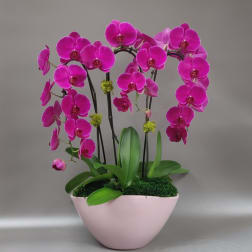 A Warm Embrace- Large Orchid arrangement - Free Delivery in Miami