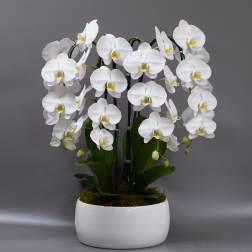 Moon over Miami - Free delivery in Miami