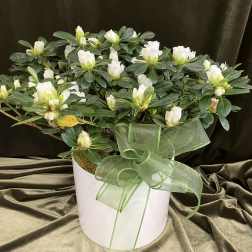Potted plant with white blooms in a white container accented by a large green ribbon bow