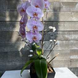 Pink orchid arrangement in a black square planter with decorative stones