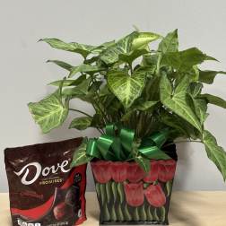 Potted green houseplant with a ribbon beside a bag of dark chocolate candies