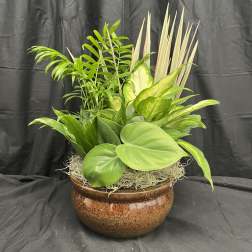 Dish Garden - Designers Choice