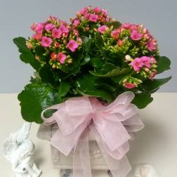 Pink flowering plant in a decorative pot with a pale ribbon bow