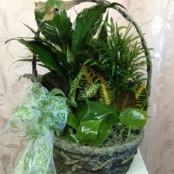 Basket of assorted green houseplants with a decorative ribbon