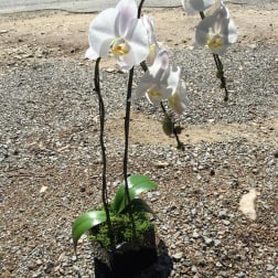 White orchid plant in a black pot with moss
