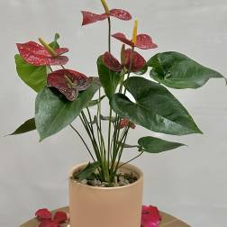 Potted anthurium plant with red spathes in a peach ceramic pot