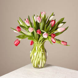 Bouquet of pink and white tulips in a clear glass vase