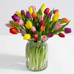 TULIPS SPECIAL