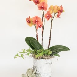 Yellow and Coral Orchid Arrangement