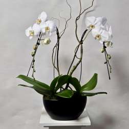 White orchid plant in a black pot with twisting branches