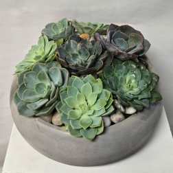 Round bowl planter filled with assorted succulents