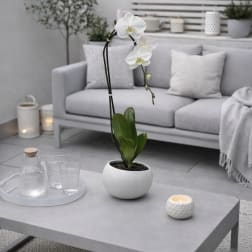 White Phalaenopsis Orchid – Minimalist Planter