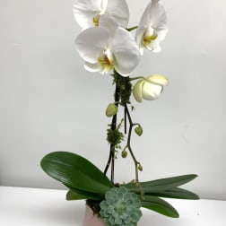 White orchid plant in a pink pot with a small succulent accent