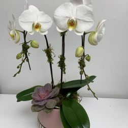 White orchids in a pink pot with a small succulent accent
