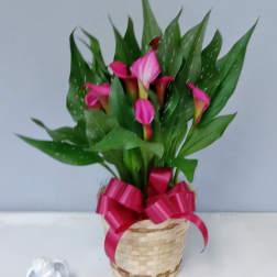Mini Calla Lilly Plant