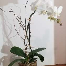 White phalaenopsis orchid plant with arching blooms in a clear glass cube filled with pebbles.