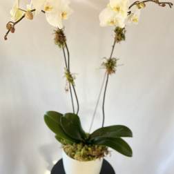 White orchid plant in a white pot with two arching stems