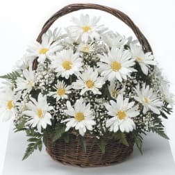 White daisy basket arrangement with baby's breath in a brown wicker handle basket