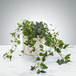 Trailing ivy plant with cascading vines in a white pot on a marble surface