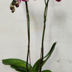 Pink-and-white orchids in a pale pink pot with moss cover