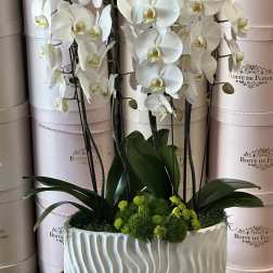 White orchids in a white textured planter with green moss accents