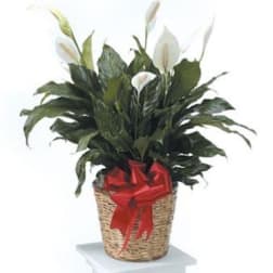 Medium Spathiphyllum / Peace Lily Plant