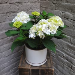 Potted white and pale green hydrangea plant in a white container on a wooden crate.