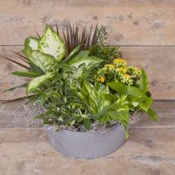 Mixed green plant arrangement in a gray bowl planter