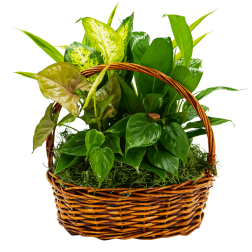 Basket of assorted green houseplants with a woven handle