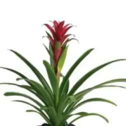 Potted bromeliad plant with a red flower spike