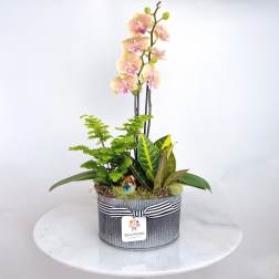 Potted orchid arrangement with mixed foliage in a striped container