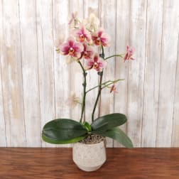 Potted pink and white orchid plant in a textured white ceramic pot on a wooden surface