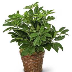 Schefflera Plant