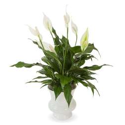 White peace lilies in a white vase