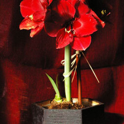 Red amaryllis blooms in a square black pot