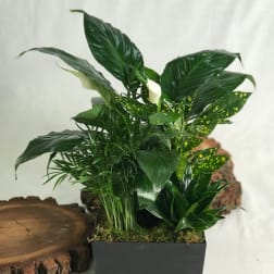 Potted green plant arrangement in a black rectangular container