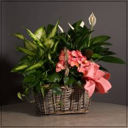Basket arrangement with pink flowers and assorted green plants