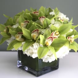 Green Orchids in a vase