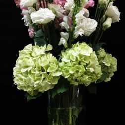 The Venti Snapdragon