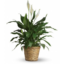Simply Elegant Spathiphyllum - Medium