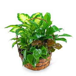 Basket of assorted green houseplants