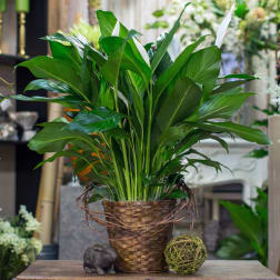 Potted green plant in a woven basket with twig accents