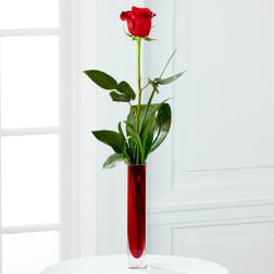 Single red rose in a tall red glass vase