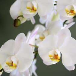 White orchid blooms with yellow centers on a soft green background