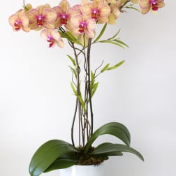 Pink and yellow orchids in a white pot