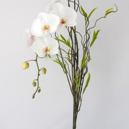 White orchid arrangement in a white vase with curly branches
