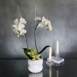 White orchids in a textured white pot beside two candles
