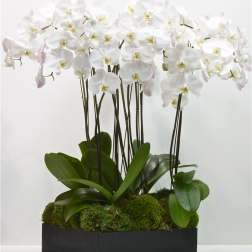 White orchids arranged in a black rectangular planter with moss
