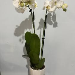 White orchid plant in a white pot with two blooming stems