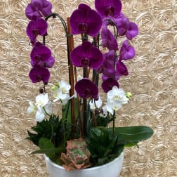 Purple and white orchids arranged in a white bowl planter